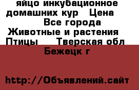 яйцо инкубационное домашних кур › Цена ­ 25 - Все города Животные и растения » Птицы   . Тверская обл.,Бежецк г.